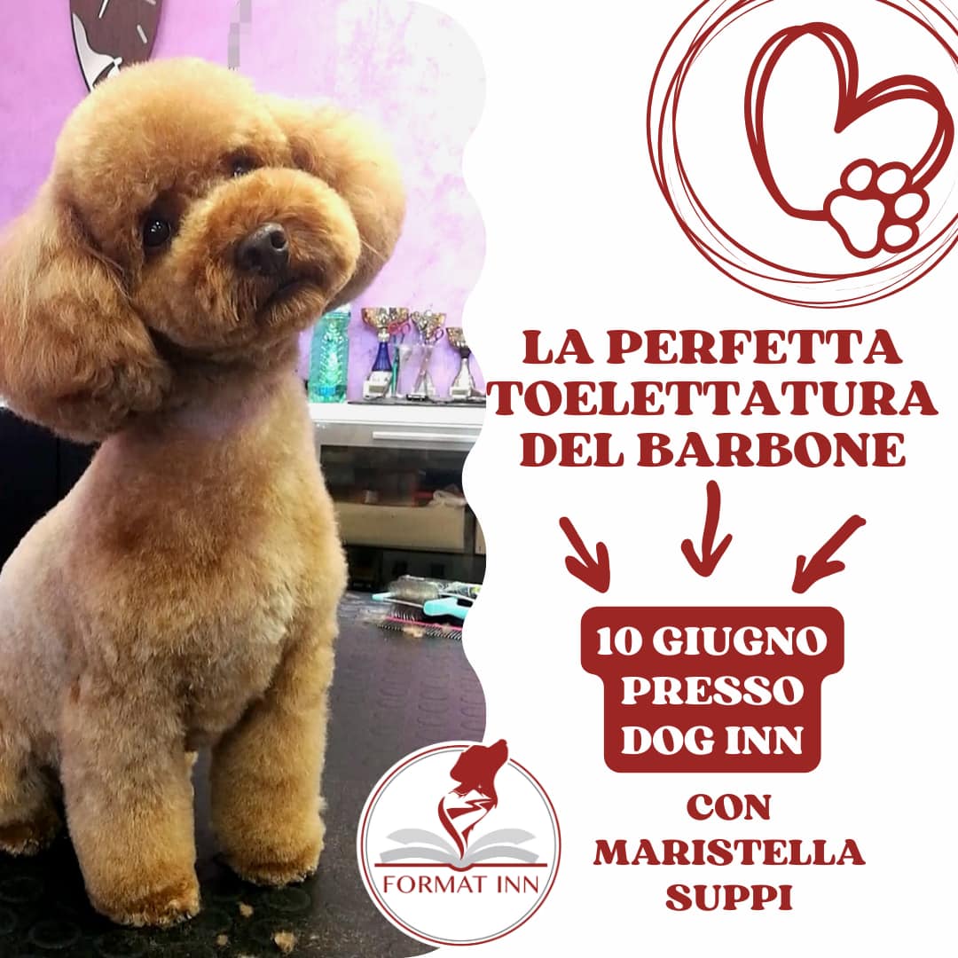 perfetta toelettatura del barbone