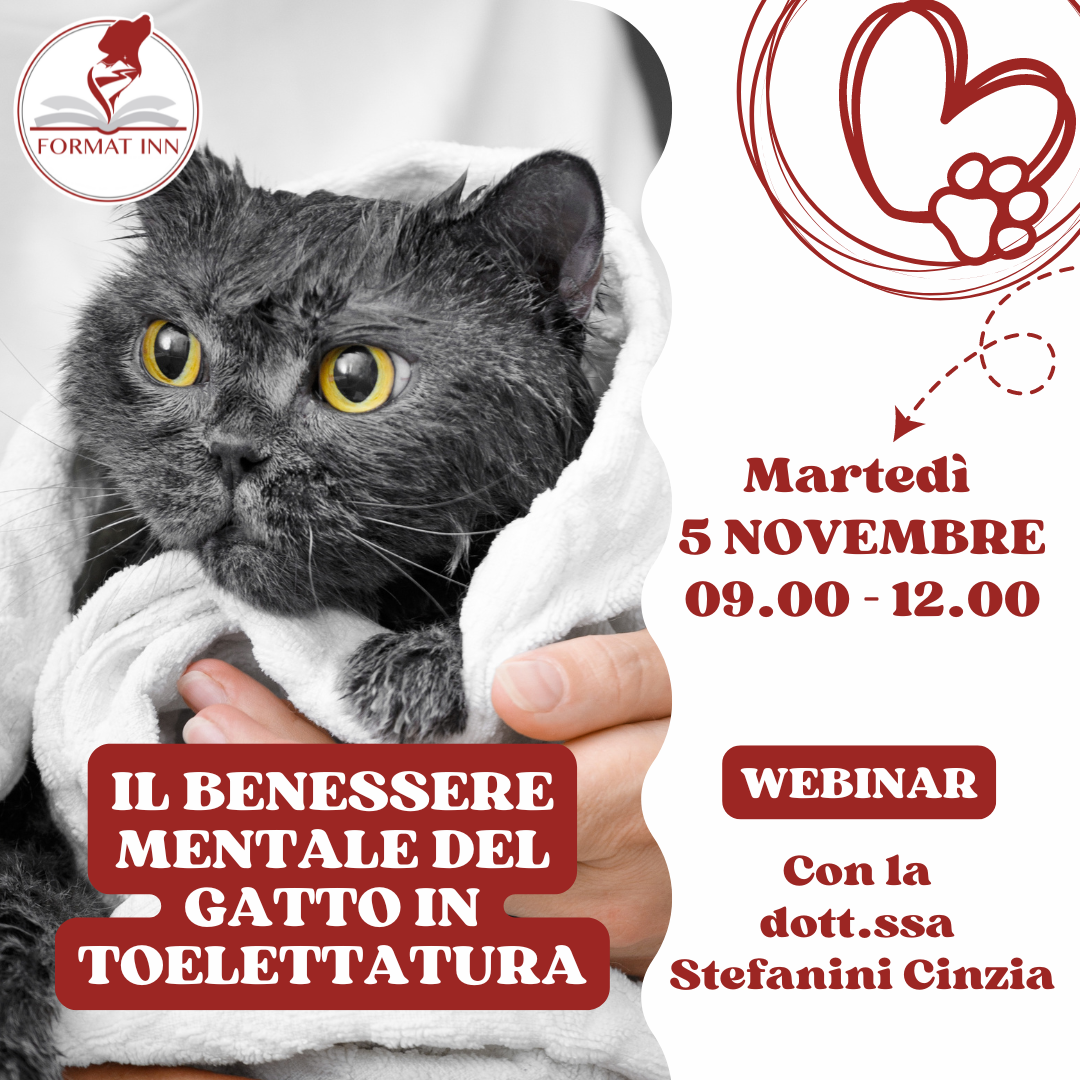 Il benessere mentale del gatto in toelettatura