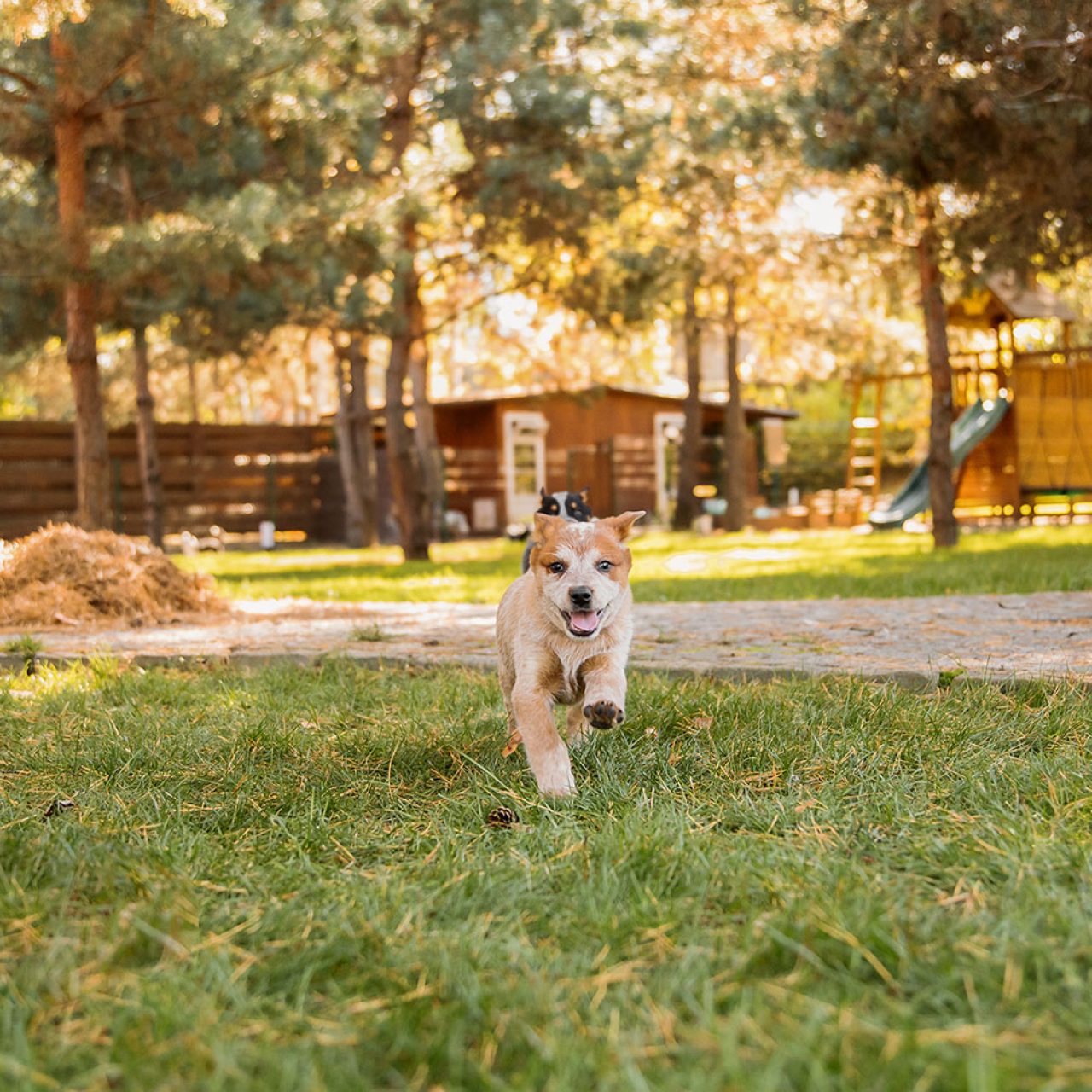 corso certificato pet sitter